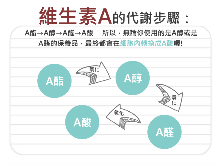 維生素A的代謝步驟 - 寶拉珍選